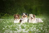 Educopet - Éducateur Canin