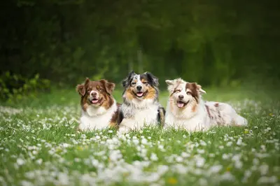 Educopet - Éducateur Canin