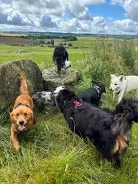 La Tribu de Marion