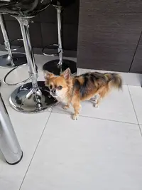 Bulles Dog Toilettage