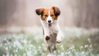 Hopla Patte Coach Canin