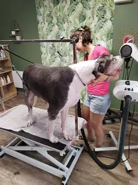 Instant Toutou