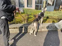 Le Chien Simplement