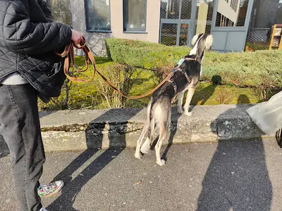 Le Chien Simplement