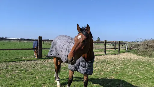 Haras d'Eloge