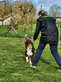 Chiens Obéissants
