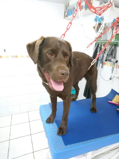 Histoire de Chien
