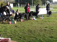 Educateur Canin : Dressage Chien