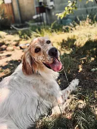 La Colocanine