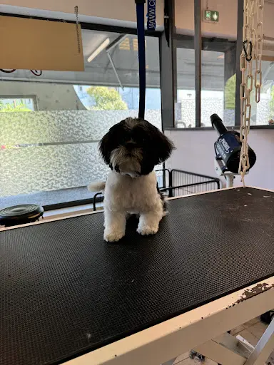 Lovely Pets Toilettage Canin
