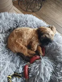 Shih-tzu-love, Élevage de Shih Tzu en Nouvelle Aquitaine