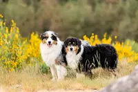 Elevage Bel Houria : Berger Australien & Américain Miniature - Spitz Nain Poméranien