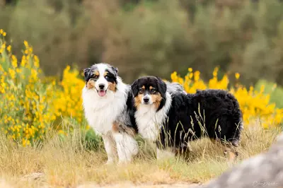 Elevage Bel Houria : Berger Australien & Américain Miniature - Spitz Nain Poméranien