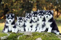 Elevage de Pomsky - Youl Show