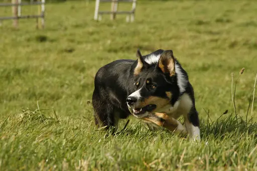 Aubin Galipaud Educateur Canin Gpdt-k9 Burdignes