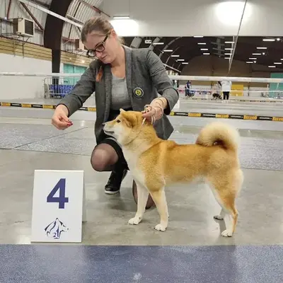 La Vallée des Loges - Élevage Shiba et Spitz Japonais