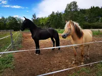 Centre Equestre Elevage du Bourgeais