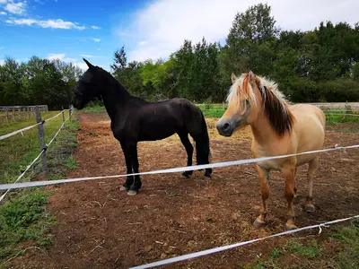 Centre Equestre Elevage du Bourgeais