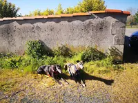 Dog N You