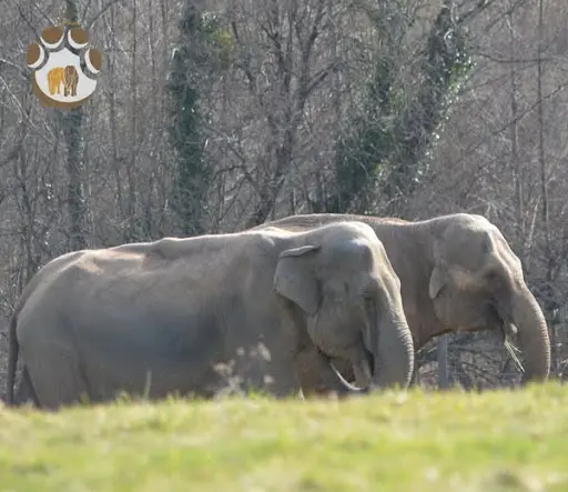 Elephant Haven European Elephant Sanctuary (ehees)