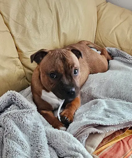 Élevage de Staffordshire Bull Terrier, des Terres de Perséphone