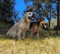 Ami Doggy