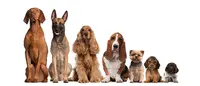l'Aristo Chien
