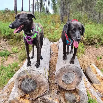 Aude Dog - Education Canine / Spécialiste Certifiée Chiots et Chiens de Famille