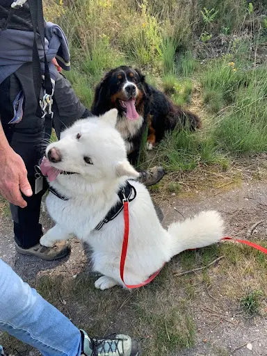 Une Faim de Loup - Éducation Canine et Comportement - Ei