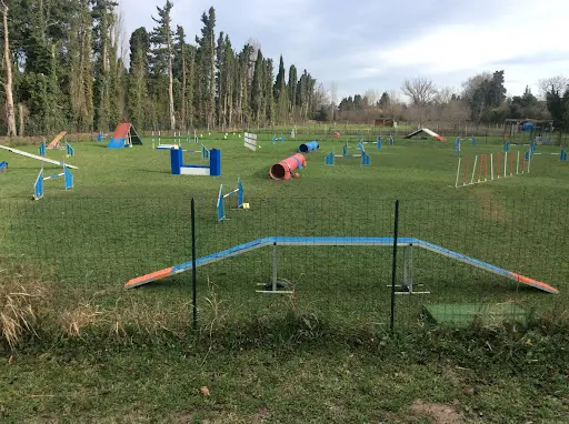 Agility Team Dog