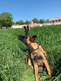 Livia - Guid’animale : Consultante en Comportement Canin & Félin