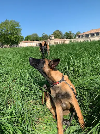 Livia - Guid’animale : Consultante en Comportement Canin & Félin