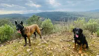 Auprès D’une Patte – Éducateur Comportementaliste Canin Brignoles & Centre Var – Visites À Domicile