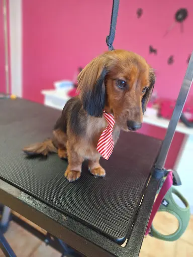 Au Hôte Dog