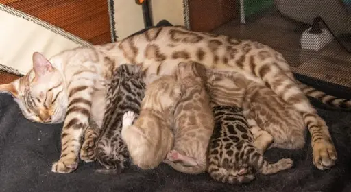 La Bengalerie Catalane
