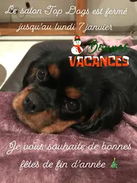 Top Dogs