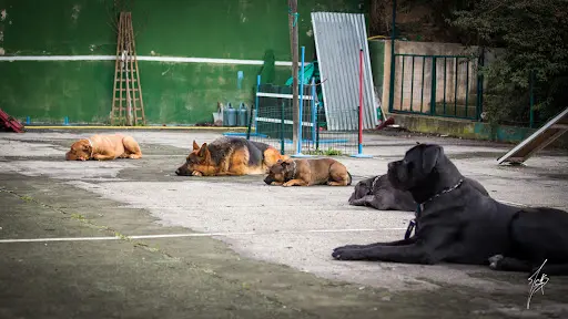 Folliot Education Canine