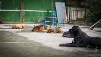Folliot Education Canine
