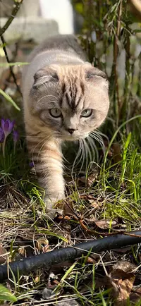 Chatterie de la Reine