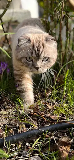 Chatterie de la Reine