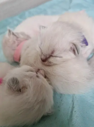 Chatterie des Pech Del Poï