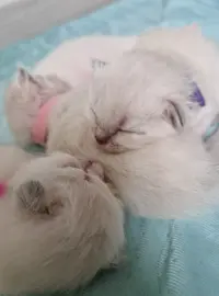 Chatterie des Pech Del Poï