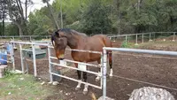 La Provence À Cheval