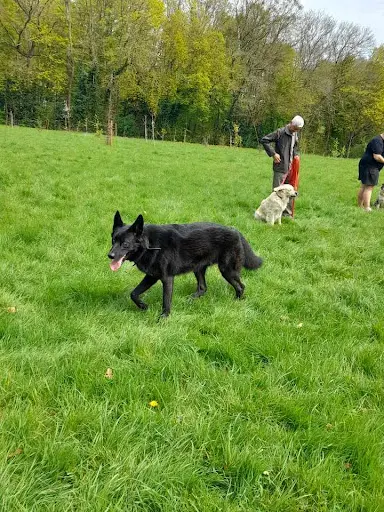 Educateur Canin Respectdogs Caen