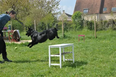 Educateur Comportementaliste Chiens et Chats Animalovers