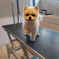 l'Institut du Chien - Toilettage À Domicile