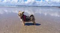 Le Chien Qui Sait - Educateur Canin