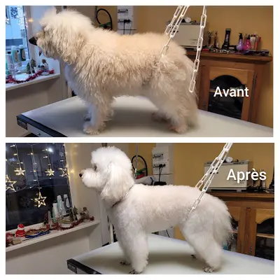 Sweetty Dog