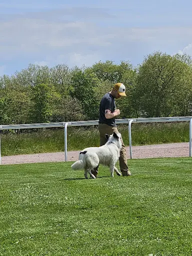 Tom Éducateur Comportementaliste Canin