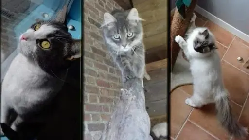 La Chat Maillerie - Pension Féline